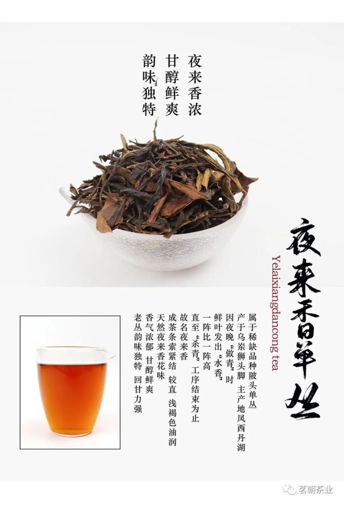 Telosma Aroma single bush, GuangDong Oolong