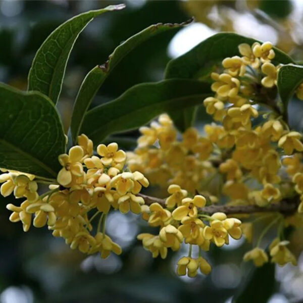 organic golden osmanthus tea wholesale